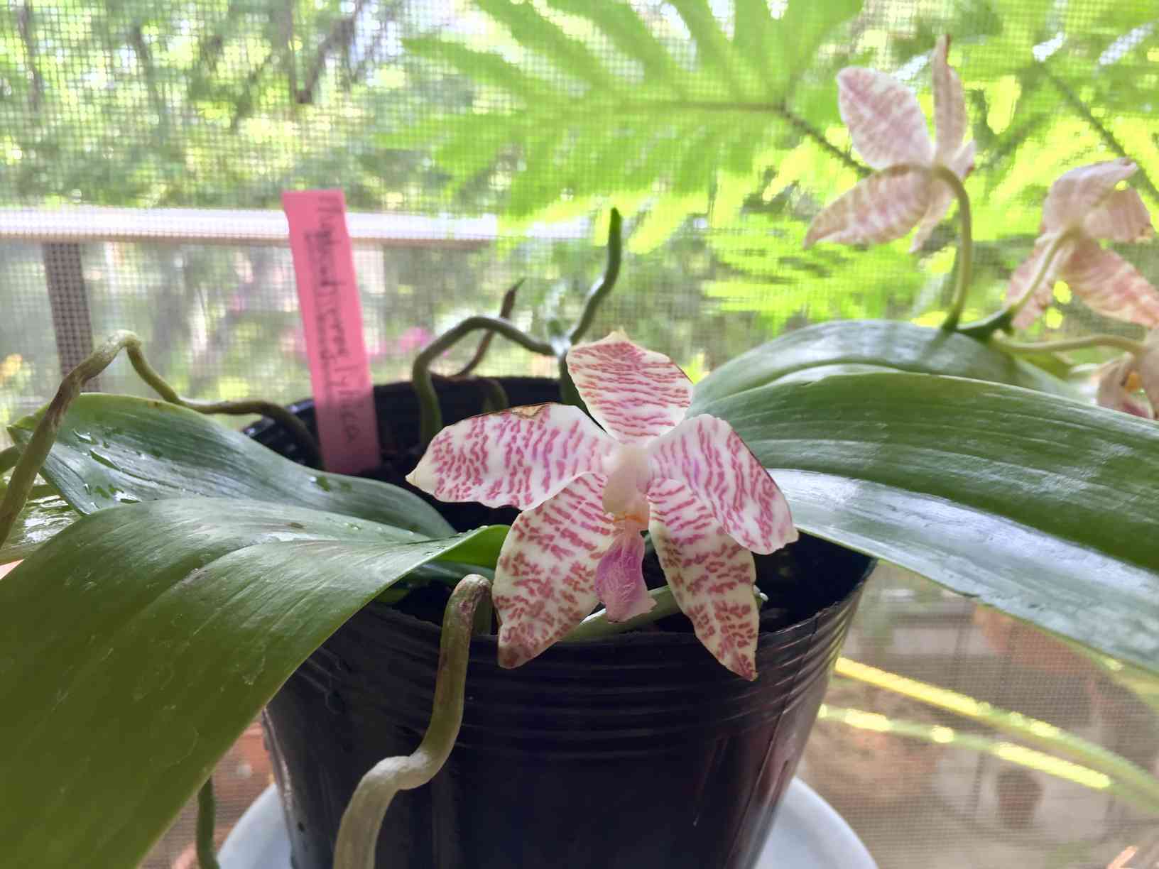 ファレノプシス ヒエログリフィカの一覧｜🍀GreenSnap（グリーンスナップ）