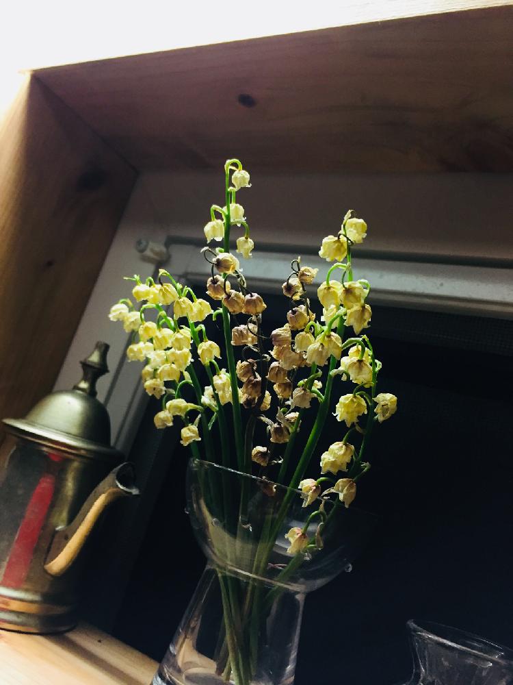 スズランドライフラワーの投稿画像 By Miekoさん 18月5月18日 Greensnap グリーンスナップ