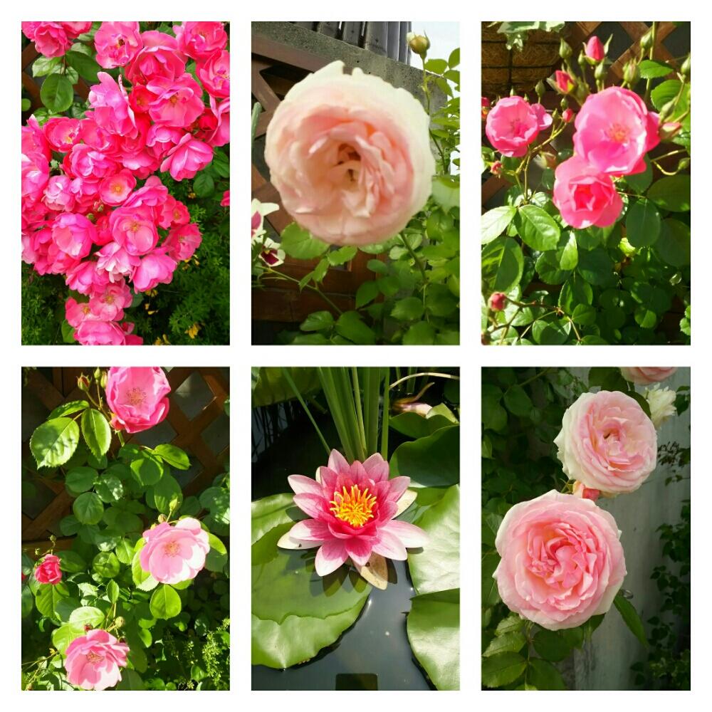 今年も綺麗な花が咲きましたの投稿画像 By オカンさん 仕事用と今日の一枚と今日のお花と会社 18月5月18日 Greensnap グリーンスナップ