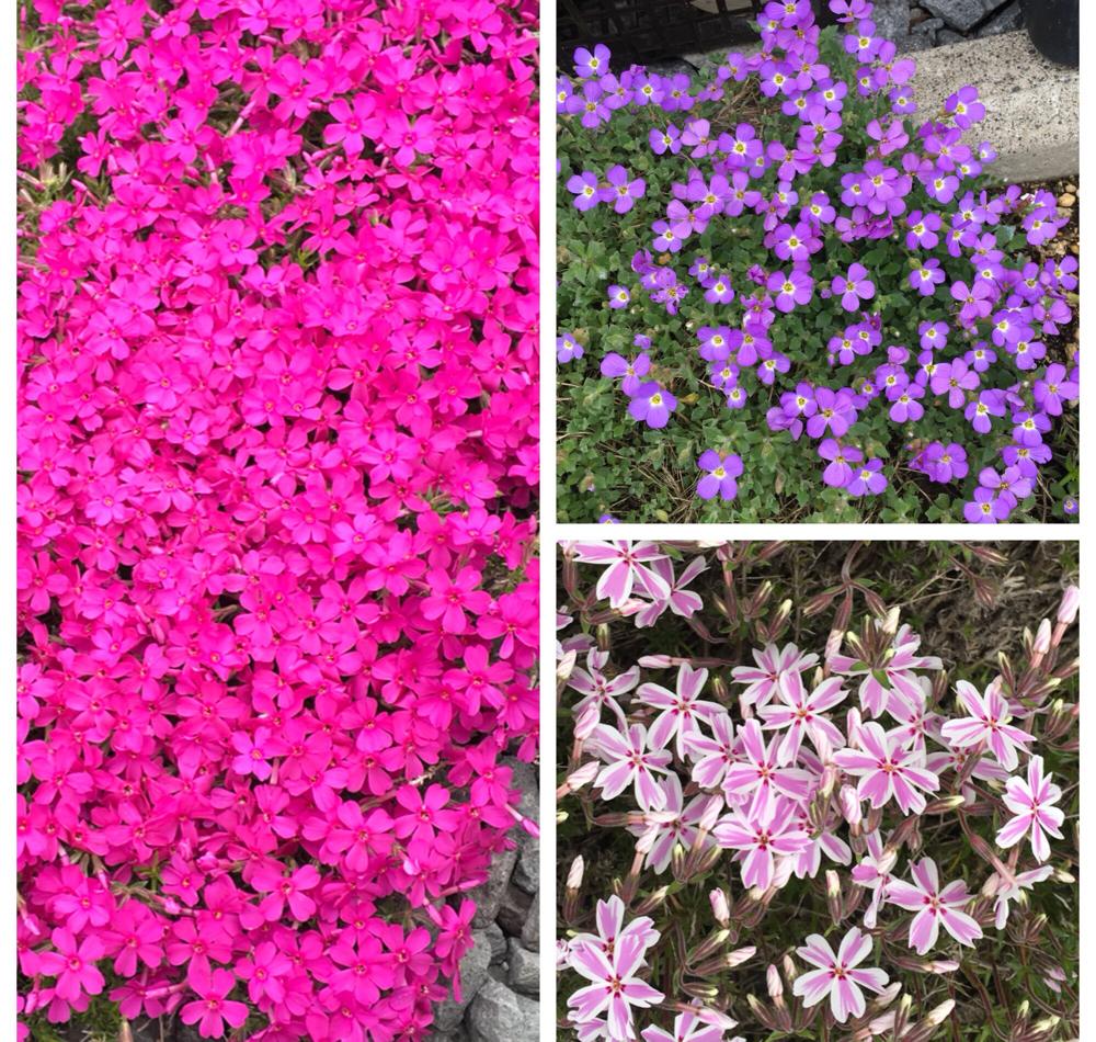 シバザクラの投稿画像 By ばぁばぁさん ムラサキナズナと北海道と開花と広い庭と北海道と開花 18月5月18日 Greensnap グリーンスナップ Greensnap グリーンスナップ