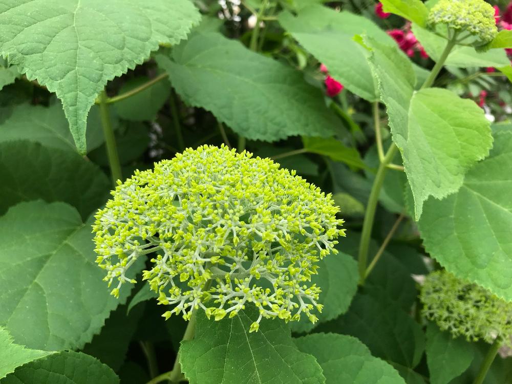 わたしの庭 18 5 18 Greensnap グリーンスナップ