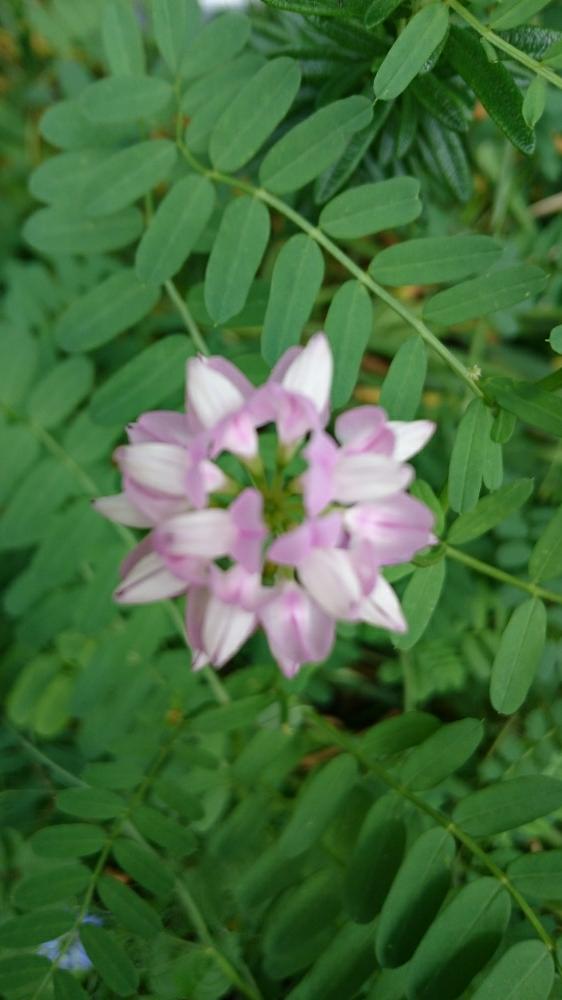 こうせいさんの投稿画像 18月5月18日 Greensnap グリーンスナップ