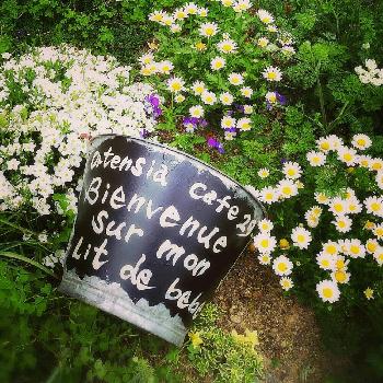 アレナリアモンタナの画像 by Ortensiaさん | 小さな庭とレースフラワー。とリメ缶とスミレ科と今日の一枚とオルレア♡と斑入りブルーデイジーと花のある暮らしとジャンクレトロとアレナリアモンタナ