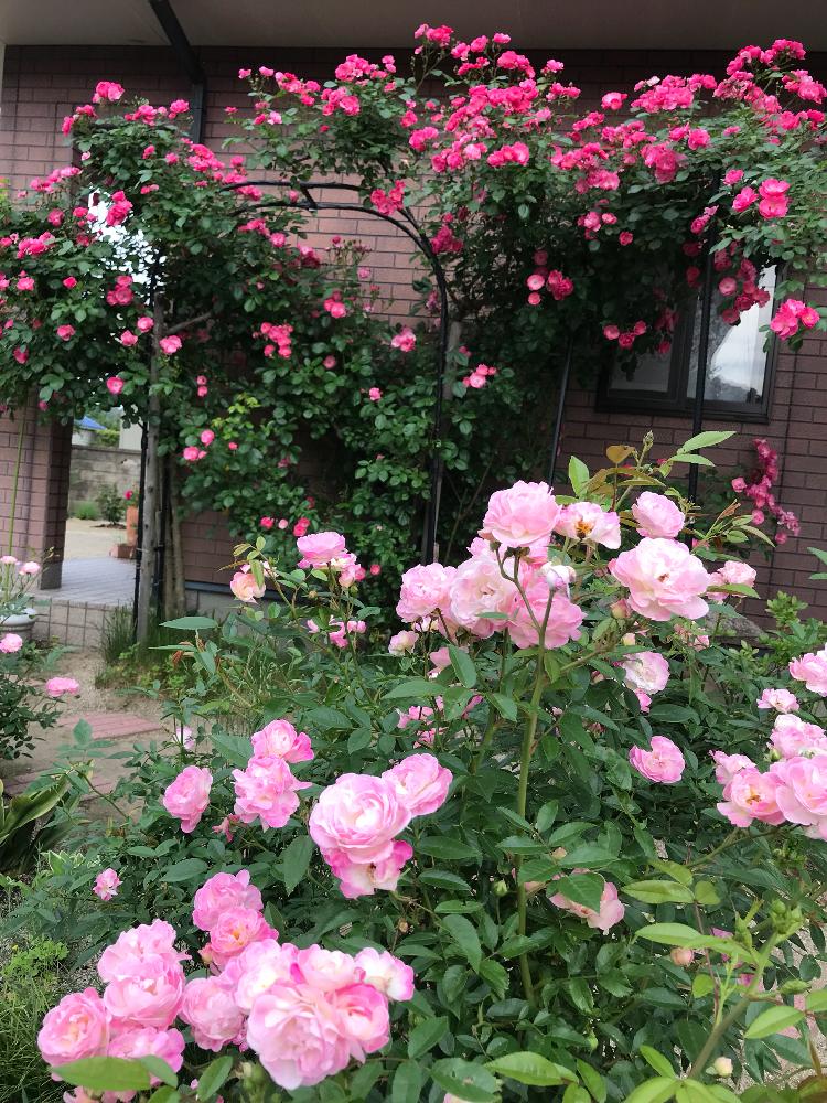 バラ アンジェラの投稿画像 By Angela350さん バラマルゴスシスターとピンクの花とただいま とgs映えと笑顔がかわいい とゆらゆらと爽やかとつぼみがたくさんとばら 薔薇 バラと咲き広がりと華麗なお花とかわいい花と感激 18月5月18日 Greensnap グリーン