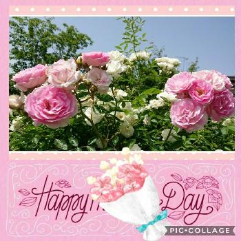 素敵な薔薇♡♡♡の画像 by のりりんの森さん | 広い庭とつるバラ サマースノーとGS映えと地植えの薔薇と薔薇を楽しむと素敵な薔薇♡♡♡と花のある暮らしとロザリアン