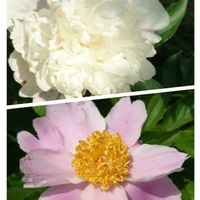 芍薬,芍薬,生命力,可愛い〜♡,白い花の画像