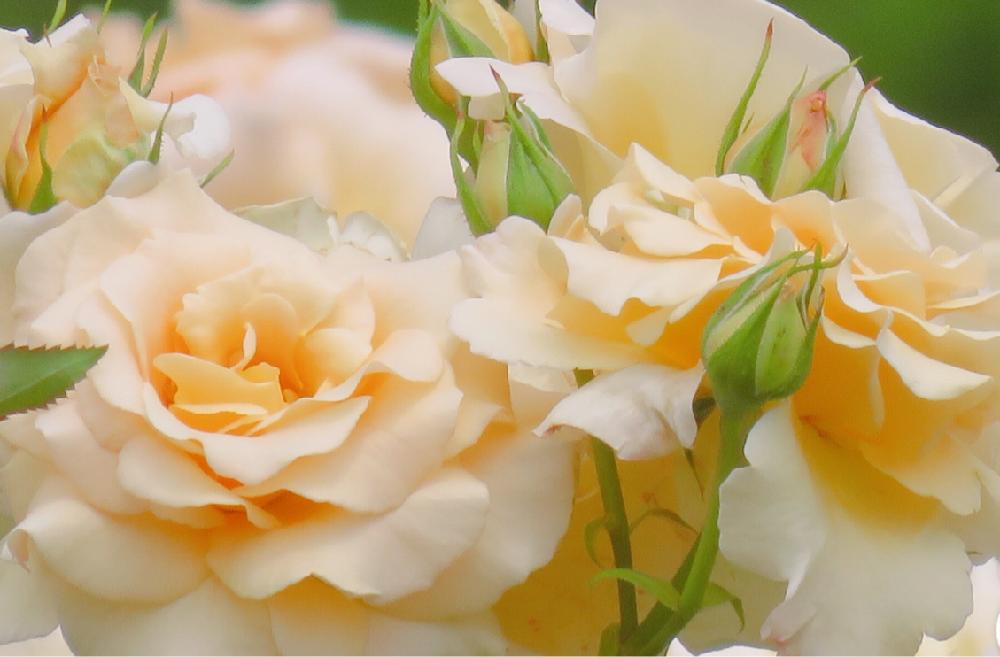 アプリコット ネクターの投稿画像 By ひろさん 薔薇と花のある暮らしと美しい とみどりのある暮らし 18月5月19日 Greensnap グリーンスナップ