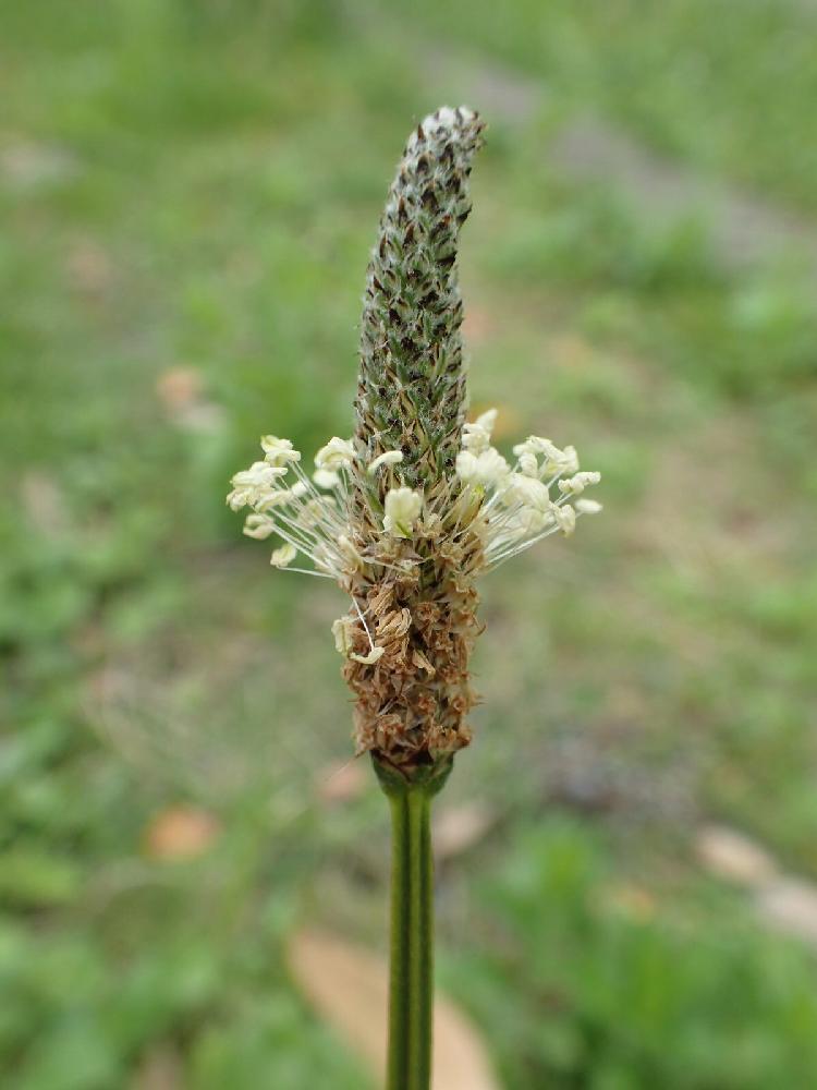 ヘラオオバコの投稿画像 By あつしさん オオバコ属とキュンキュン乙女倶楽部と帰化植物とplantago Lanceolataとオオバコ科とオオバコ属とキュンキュン乙女倶楽部と帰化植物とplantago Lanceolataとオオバコ科 18月5月19日 Greensnap グリーンスナップ