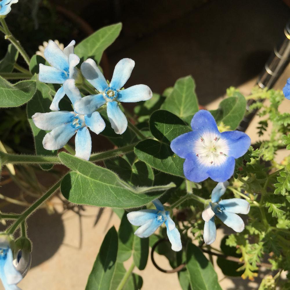 オキシペタラム ブルースターの投稿画像 By わわさん ネモフィラと花のある暮らしと青い花 18月5月19日 Greensnap グリーンスナップ