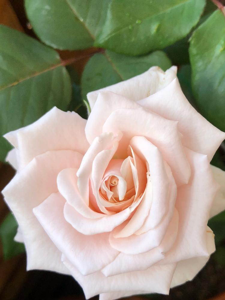 薔薇オードリーヘップバーンの投稿画像 By エ リ さん 淡いピンクと花のある暮らし と癒される と可愛い 18月5月19日 Greensnap グリーンスナップ