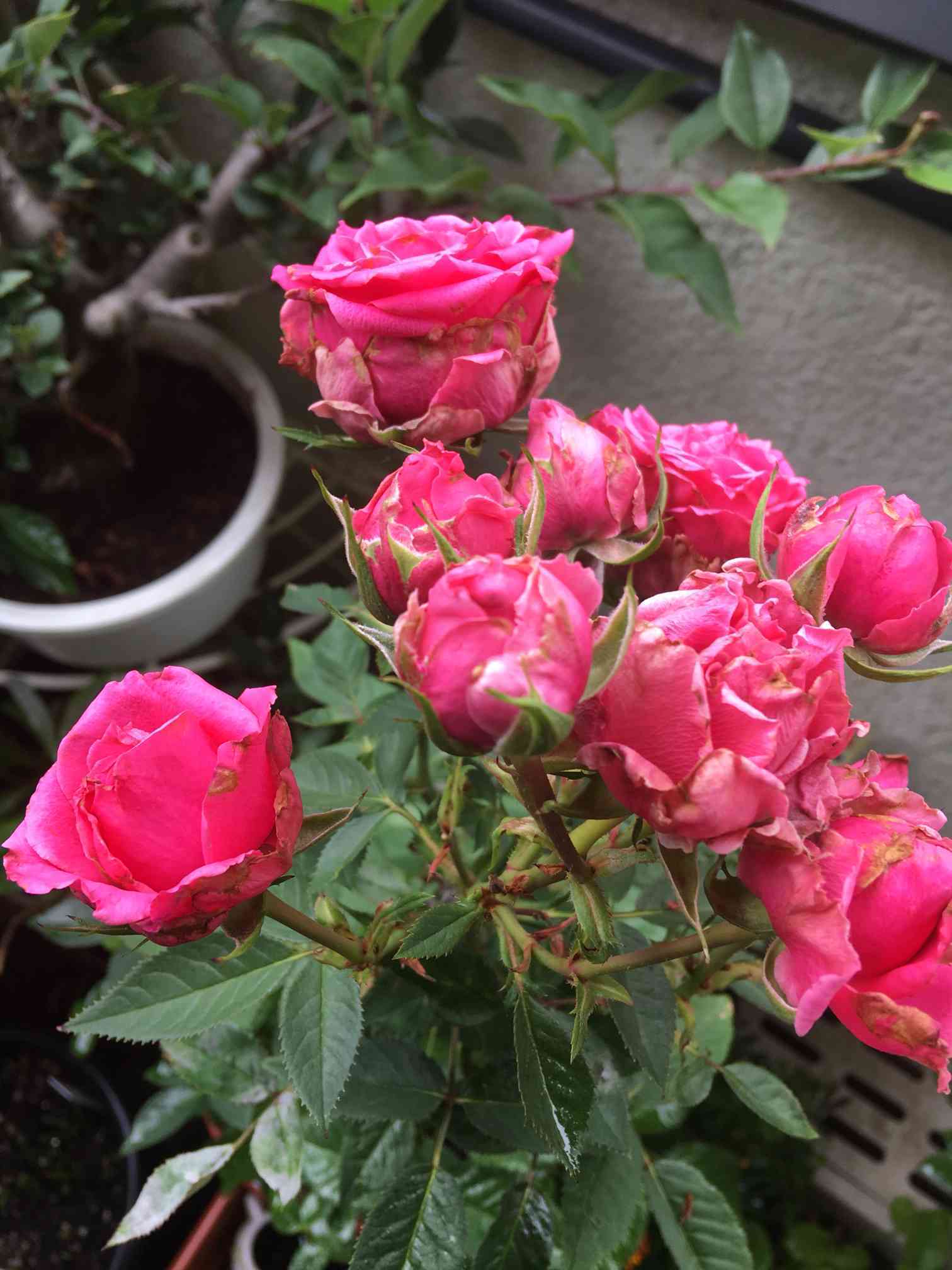 薔薇の成長記録｜🍀GreenSnap（グリーンスナップ）