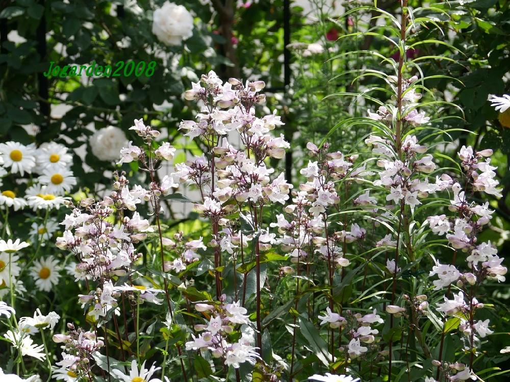 ペンステモン 花 言葉 Article