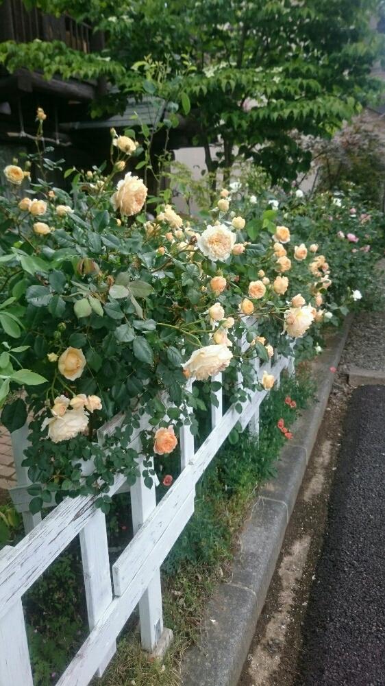 バラクラウンプリンセスマルガリータの投稿画像 By がめちゃんさん ばら バラ 薔薇と良い香り と今日のお花とオレンジの花と花のある暮らし 18月5月19日 Greensnap グリーンスナップ