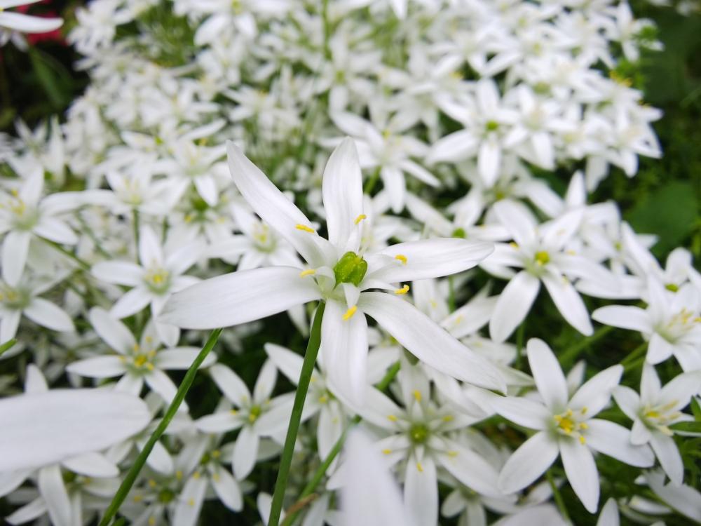 オオアマナ ベツレヘムの星 の投稿画像 By Chacoさん 花のある暮らしと群生といい香り 18月5月19日 Greensnap グリーンスナップ
