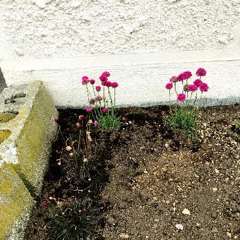 銅葉アルメリアの投稿画像一覧 Greensnap グリーンスナップ