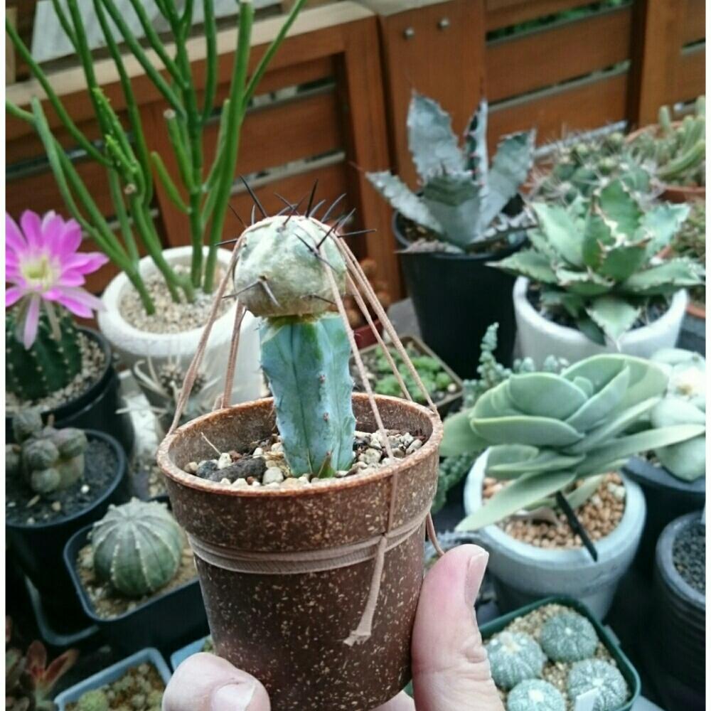 Daiso産サボテンの投稿画像 By ながのっちさん コピアポア黒王丸とコビアポア属とサボテン接ぎ木とサボテン科 18月5月19日 Greensnap グリーンスナップ