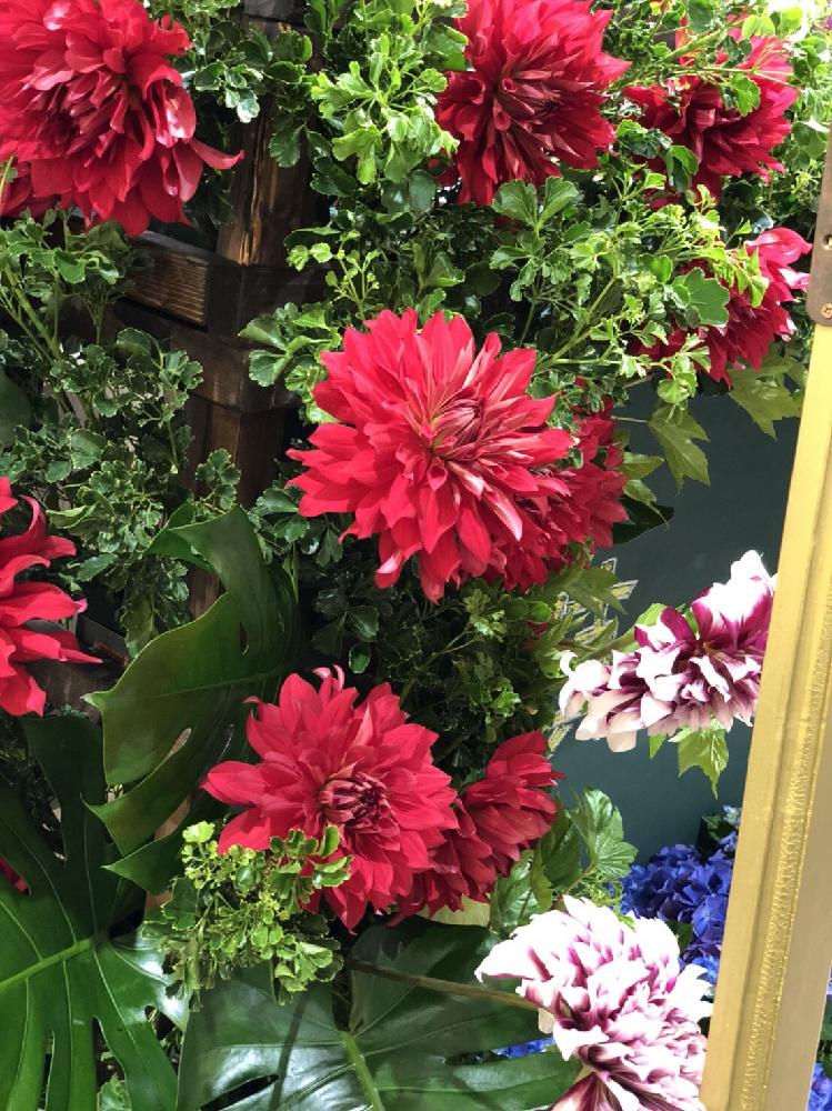 ダリア ガーネットの投稿画像 By Shimaさん 18月5月19日 Greensnap グリーンスナップ