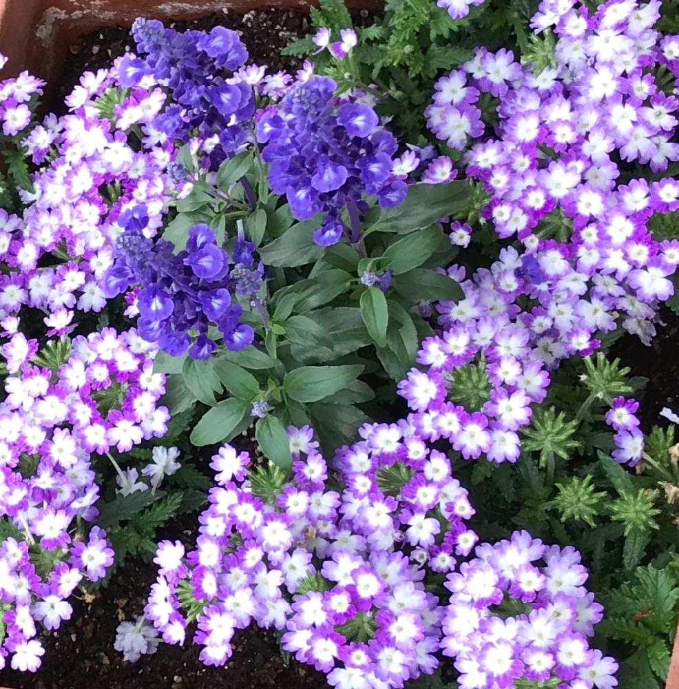 バーベナの投稿画像 By バジルさん ブルーサルビアと夏仕様とブルーサルビア と寄植えとお出かけ先と夏仕様とブルーサルビア と寄植え 18月5月19日 Greensnap グリーンスナップ Greensnap グリーンスナップ