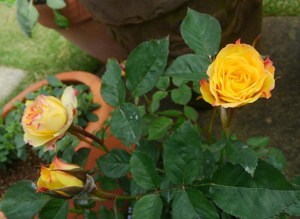 セントラルローズの投稿画像 By Miyabinさん ミニバラとセントラルシャイニーと寒冷地と見切り品とうどん粉病と自慢のバラコンテスト18 18月5月19日 Greensnap グリーンスナップ