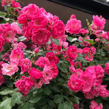ただいま！の画像 by Angela350さん | 小さな庭とバラ アンジェラと花好き(^_^)vとピンクの花とにぎわいとただいま！と色鮮やかと大きくなりましたとあざやかとゆらゆらとはなやかとつぼみがたくさんとばら 薔薇 バラと咲き広がりとかわいい花と感激