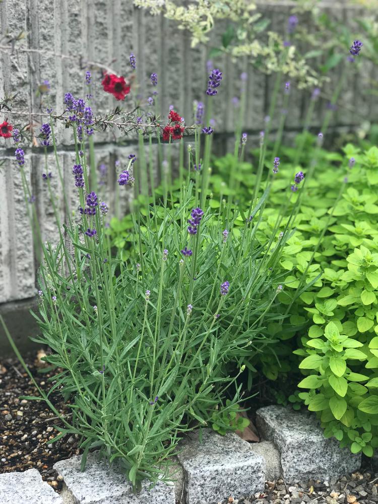 イングリッシュラベンダーの投稿画像 By めきちんさん ギョリュウバイと広い庭とナチュラルガーデンと庭づくりと花のある暮らしとナチュラルガーデンと庭づくりと花のある暮らし 18月5月19日 Greensnap グリーンスナップ Greensnap グリーンスナップ