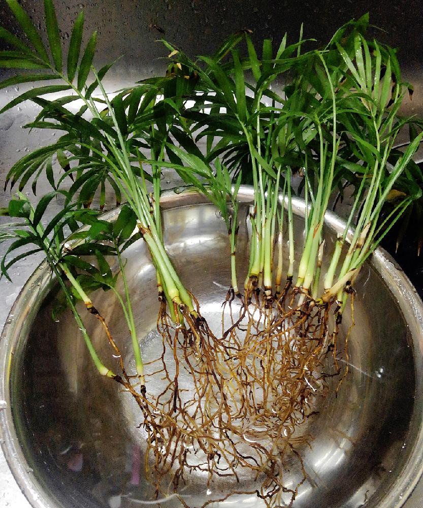 テーブルヤシの投稿画像 By Tetsuoさん ヤシ科と観葉植物とgs日和と植え替えと今日の一枚とカマエドレア属と植え替え前 18月5月19日 Greensnap グリーンスナップ