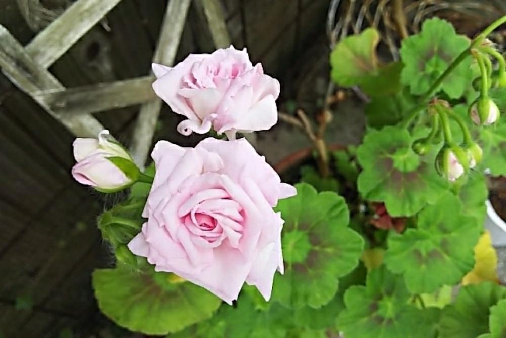 小さな庭の投稿画像 By Chocomint さん ゼラニウムと八重咲きゼラニウム ミルフィーユドローズと雑貨と鉢植えとナチュラルスタイルとガーデニングと花のある暮らしと ゼラニウムと八重咲きゼラニウム ミルフィーユドローズと雑貨と鉢植えとナチュラルスタイルと