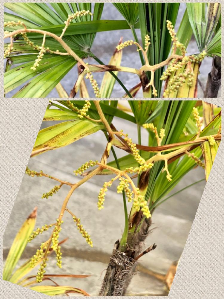 棕櫚竹 シュロチク の投稿画像 By 織家さん 山形とどこでも植物と花の後には と植え替え時期とiphone撮影 18月5月19日 Greensnap グリーンスナップ
