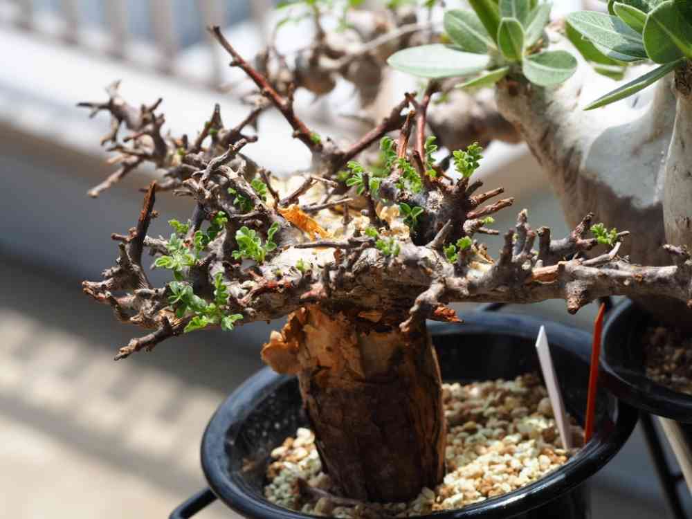 コミフォラ SP. ピンネイトリーブスの一覧｜🍀GreenSnap（グリーン