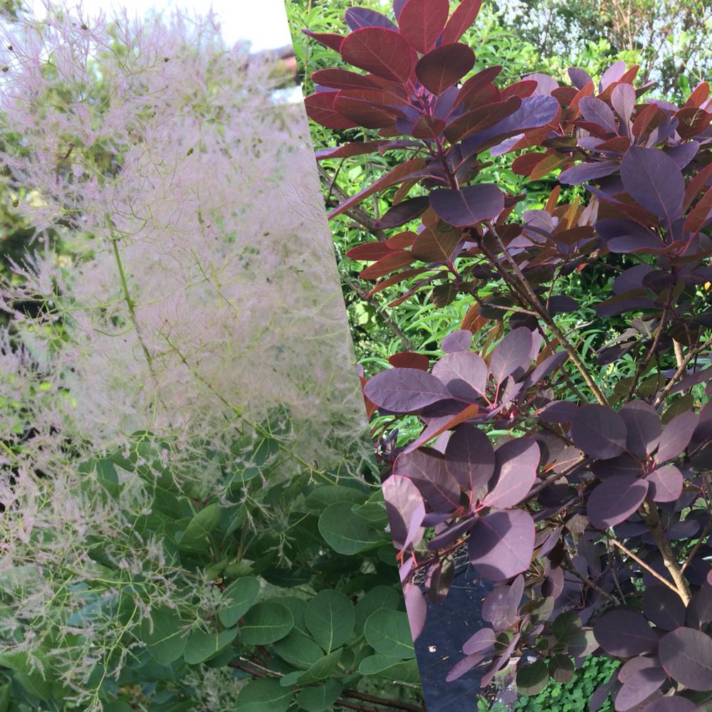 スモークツリーの投稿画像 By ツバキさん 相談とスモークツリーを育てるとスモークツリーの花が咲かない 18月5月19日 Greensnap グリーンスナップ