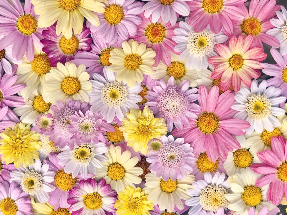 壁紙の投稿画像 By Kimikimiさん 真上から と美花とgs映えと花遊びと沢山のお花とスマホ撮影と綺麗なミドリと壁花と創作 2018月5月19日 Greensnap グリーンスナップ
