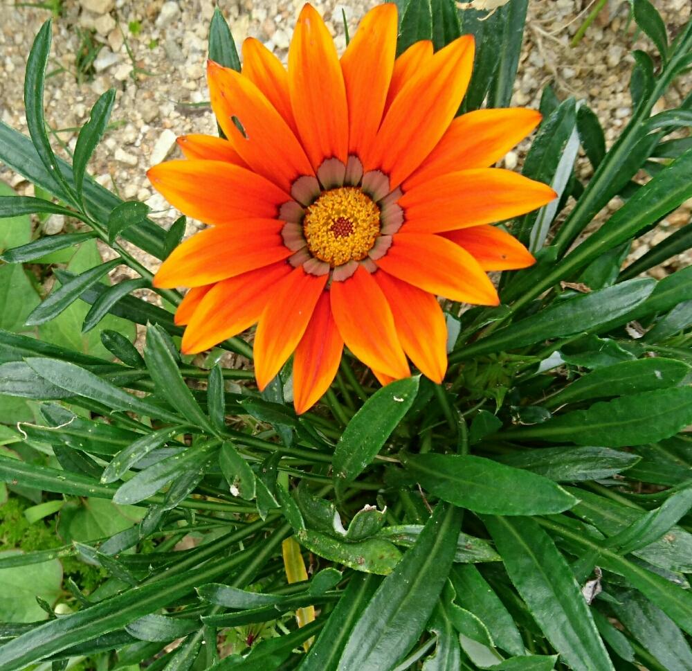 ガザニアの投稿画像 By Silviaさん 小さな庭とキク科と花のある暮らしとガザニア クンショウギク 属とキク科と花のある暮らしとガザニア クンショウギク 属 18月5月19日 Greensnap グリーンスナップ Greensnap グリーンスナップ