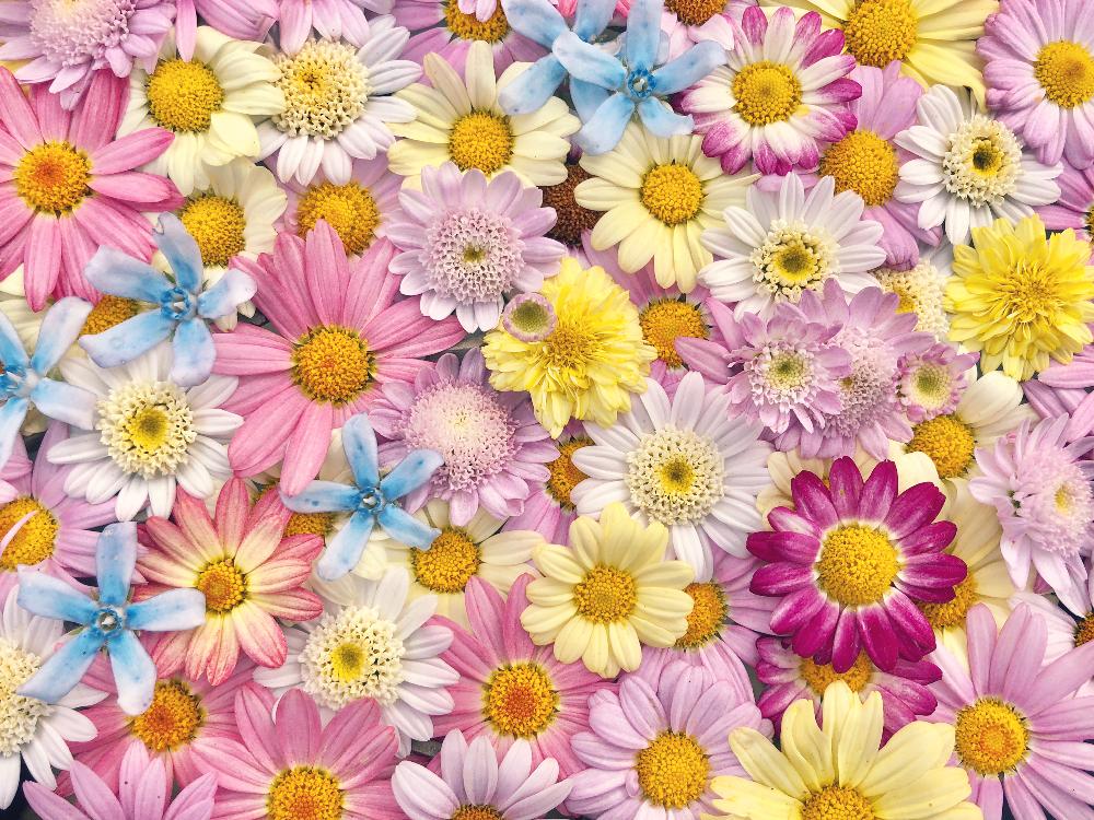 沢山のお花の投稿画像 By Kimikimiさん スマホ撮影と真上から と美花とgs映えと花遊びと壁紙と綺麗なミドリと壁花と風景と創作 18月5月19日 Greensnap グリーンスナップ
