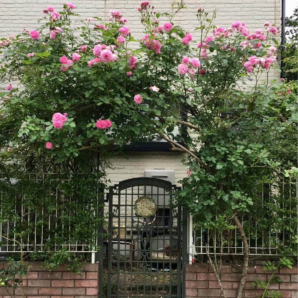 オールドローズ 薔薇の投稿画像 By さくらさん つるバラと午後の散歩 18月5月19日 Greensnap グリーンスナップ