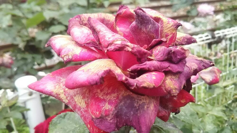 薔薇の投稿画像 By 奈奈さん 枯れた花と近所とピンクの花と都電荒川線 18月5月19日 Greensnap グリーンスナップ