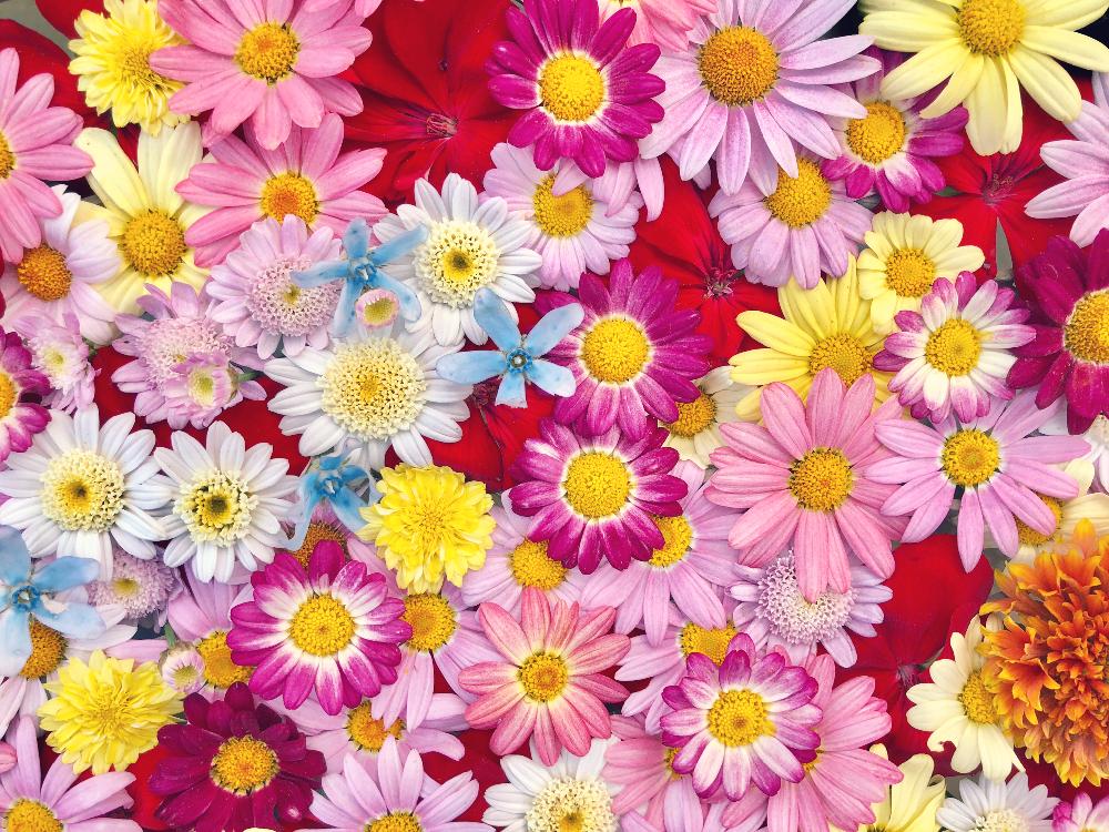 沢山のお花の投稿画像 By Kimikimiさん スマホ撮影と壁紙と真上から と美花と綺麗なミドリと花遊びと壁花と創作と風景 18月5月19日 Greensnap グリーンスナップ