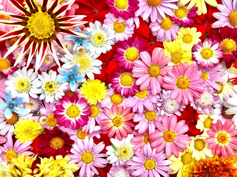 沢山のお花の投稿画像 By Kimikimiさん スマホ撮影と壁紙と真上から と美花と綺麗なミドリとgs映えと花遊びと壁花と創作 18月5月19日 Greensnap グリーンスナップ