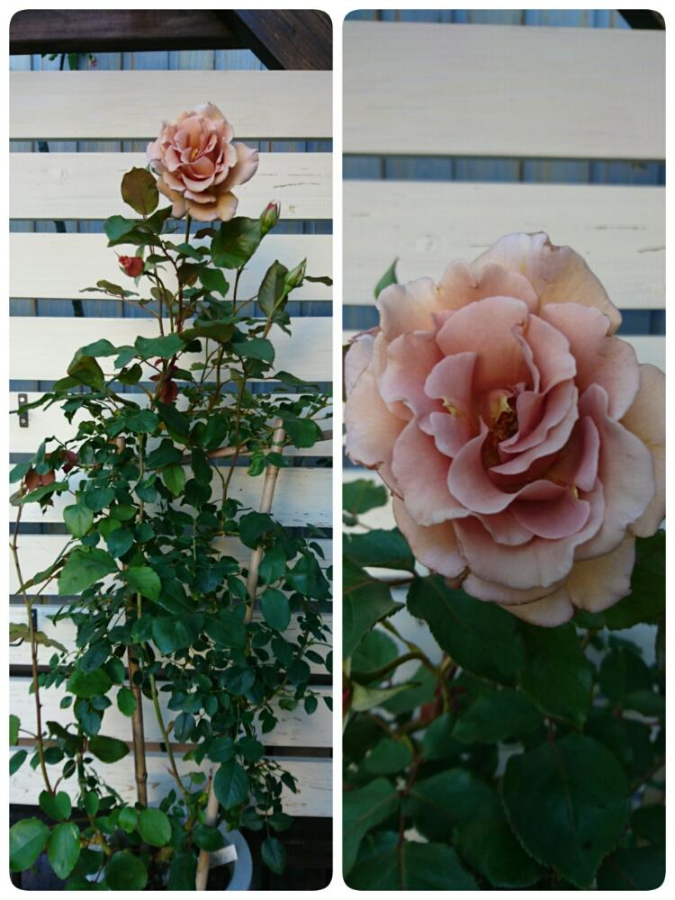 つるバラ ジュリアの投稿画像 By 林檎さん バラタニランとばら バラ 薔薇と薔薇愛同盟と薔薇に魅せられてとgs映えとgs日和とつる性植物と可愛い と花のある暮らしとロザリアン 18月5月19日 Greensnap グリーンスナップ