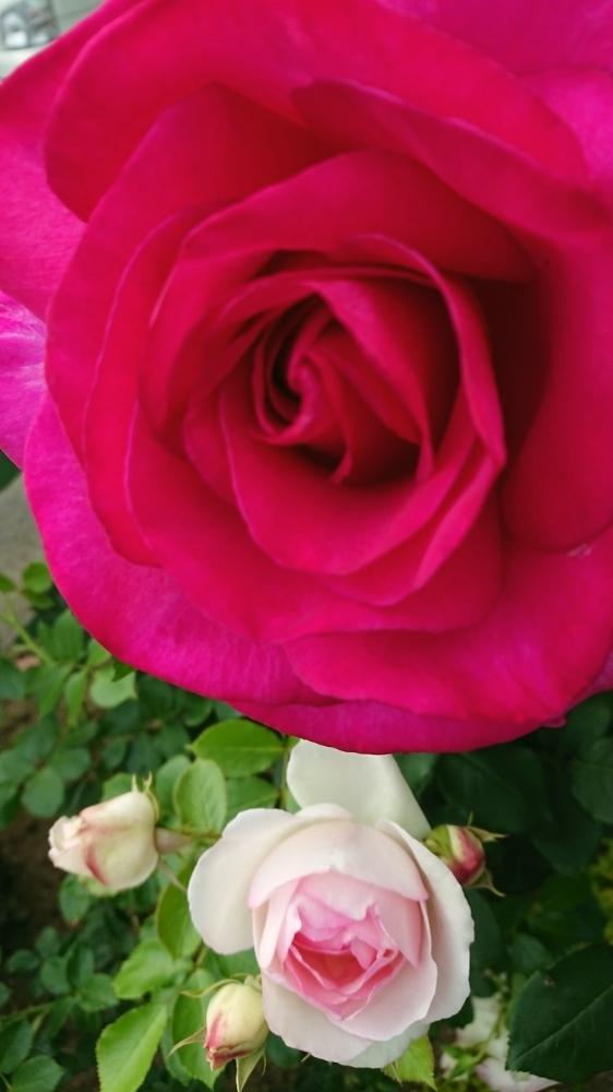 大輪バラの投稿画像 By ｋ Kさん パローレと花のある暮らしとピンクのお花 18月5月19日 Greensnap グリーンスナップ