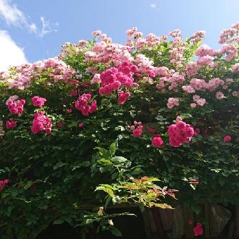 ブラッシュランブラーの画像 by SAkUTOMOさん | 車庫とキングローズとブラッシュランブラーと手作りの庭と花木と植中毒とバラ・ミニバラとMyｺﾚ / 薔薇と地植え