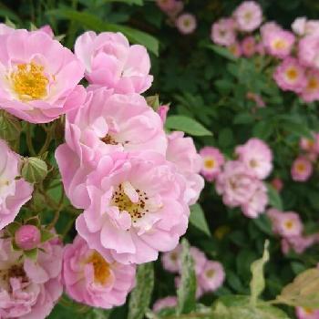 ブラッシュランブラーの画像 by SAkUTOMOさん | 広い庭とブラッシュランブラーと手作りの庭と花木と植中毒とバラ・ミニバラとMyｺﾚ / 薔薇と鉢植え