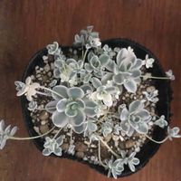 子持ち蓮華,子持ち蓮華錦,多肉植物,オロスタキス,サンキュー多肉の画像