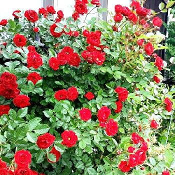 『赤色植物』コンテストの画像 by ひよこさん | 小さな庭と薔薇と超可愛いがぁ〜❤︎と国際バラとガーデニングショウ2018とばら バラ 薔薇とありがとう♡と凄い力とGS映えと植物だいすきと植中毒とカインズバラコンテストと可愛い〜♡と自慢のバラコンテスト2018と赤い花ともりもりと可愛いと最高⤴︎ ⤴︎とガーデニングと花のある暮らしとかわいいな♡とガーデンネックレス横浜2018コンテストと『赤色植物』コンテストととても綺麗とバラ・ミニバラともりもり咲いてます