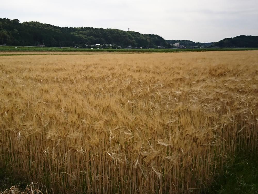 小麦畑の投稿画像 By レブンさん お出かけ先 18月5月日 Greensnap グリーンスナップ Greensnap グリーンスナップ