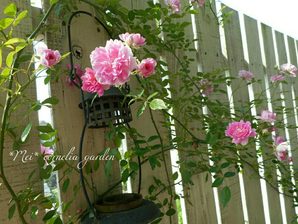 バラ 芽衣の投稿画像 By コーネリアさん 薔薇愛同盟と花のある暮らしとローズガーデンとかわいいな とdiyウッドフェンス 18月5月日 Greensnap グリーンスナップ