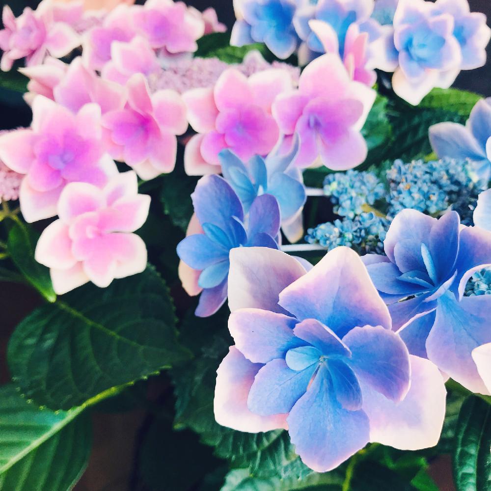 アジサイの投稿画像 By Pmgnさん Hydrangea Macrophyllaと紫陽花とこんぺいとう 紫陽花 と花のある暮らしと植中毒とバルコニスト 18月5月日 Greensnap グリーンスナップ