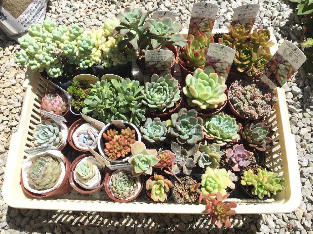 浜松で多肉狩の旅 Greensnap グリーンスナップ