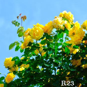 つる ゴールドバニーの投稿画像一覧 Greensnap グリーンスナップ