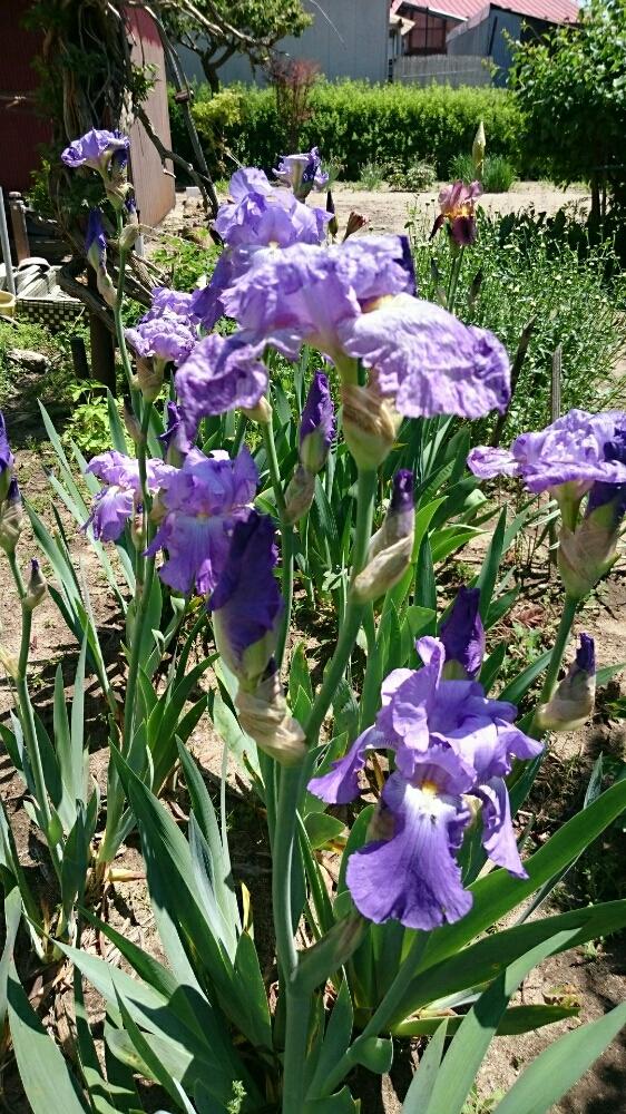 ジャーマンアイリスの投稿画像 By Harkaさん 紫の花と花のある暮らしと地植え 18月5月日 Greensnap グリーンスナップ