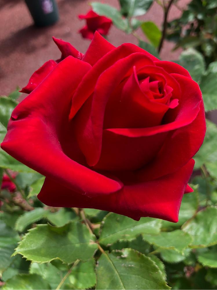 真紅の花の投稿画像 By ๑らん๑さん ばら バラ 薔薇と薔薇愛同盟としあわせな朝と真紅のバラとgs映えとgs日和と癒しの空間とバラ 鉢植えと自慢のバラコンテスト18とガーデニングとsimple Lifeと花のある暮らし 18月5月日 Greensnap グリーンスナップ